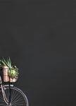 Graphite Wall Paint Annie Sloan Wall Paint Gaysha Paint & Pattern 
