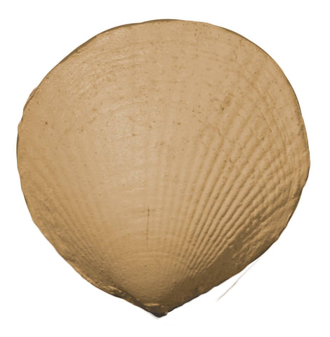 Coastal 12 Efex Decorative Appliques Gaysha Chalk Paint 