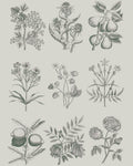 RHS Decoupage Paper Botanical Drawings Annie Sloan Stencils & Decoupage Gaysha Chalk Paint 